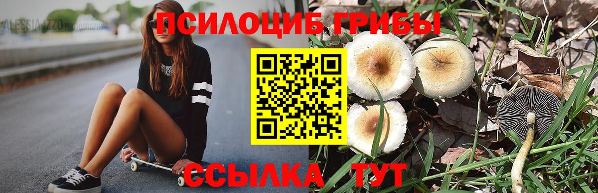 Псилоцибиновые грибы Psilocybine cubensis Унеча